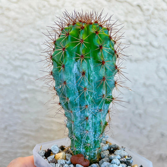 Rare Organ Pipe Cactus (#P1)| Round Cactus | Easy Care Cactus | 2.8Inch Planter