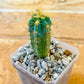Mini Brazilian Blue Cactus (#P2) | Round Cactus | Easy Care Cactus | 2.8Inch Planter