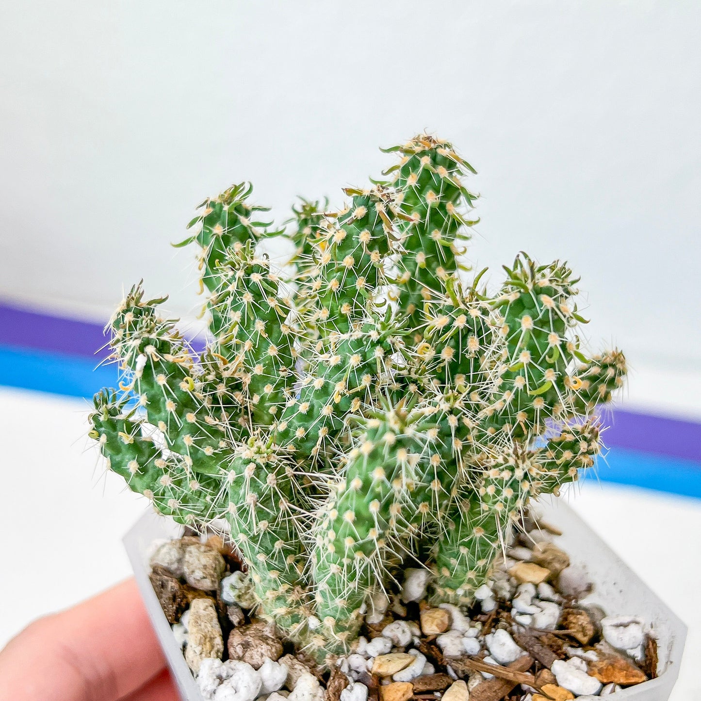 Cylindropuntia Cholla Cactus / Chain link cholla (#P3) | Spiny Shrubby | Tree-like cactus | 2.8Inch Planter
