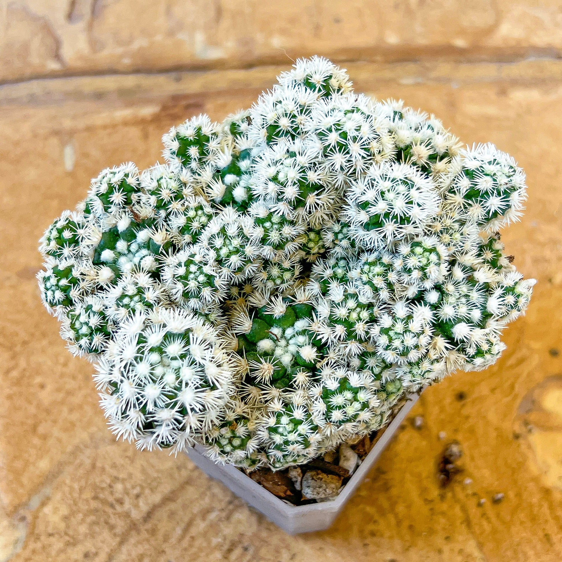 Rare Cactus Mammillaria Gracilis Fragilis Monstrose (#P7) | summer-dormant cactus | 2.8Inch Planter