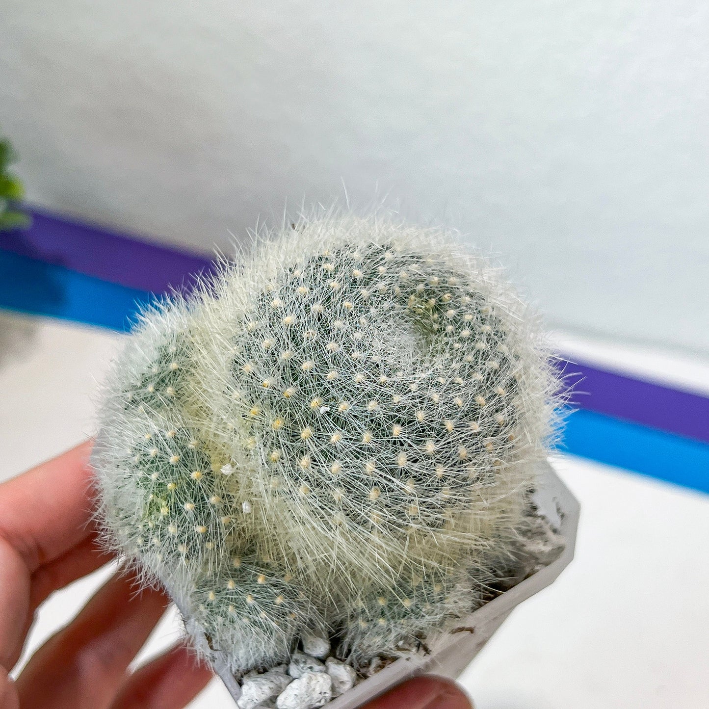 Rebutia Albipilosa Fluffy (#P9) | northern Argentina Cactus | 2.8Inch Planter