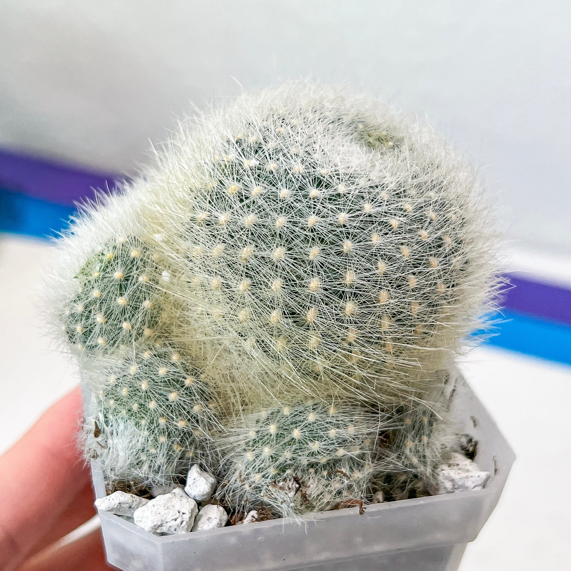 Rebutia Albipilosa Fluffy (#P9) | northern Argentina Cactus | 2.8Inch Planter