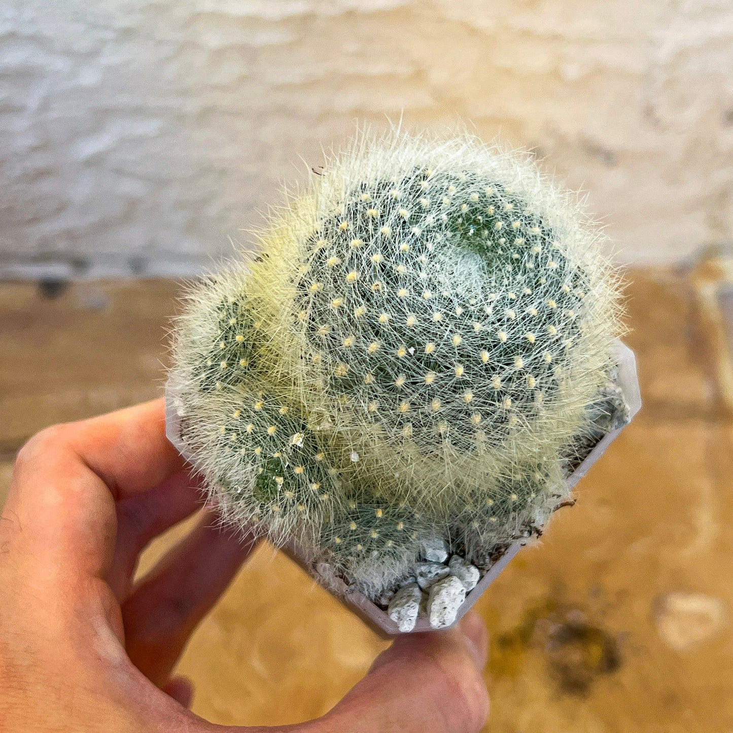 Rebutia Albipilosa Fluffy (#P9) | northern Argentina Cactus | 2.8Inch Planter