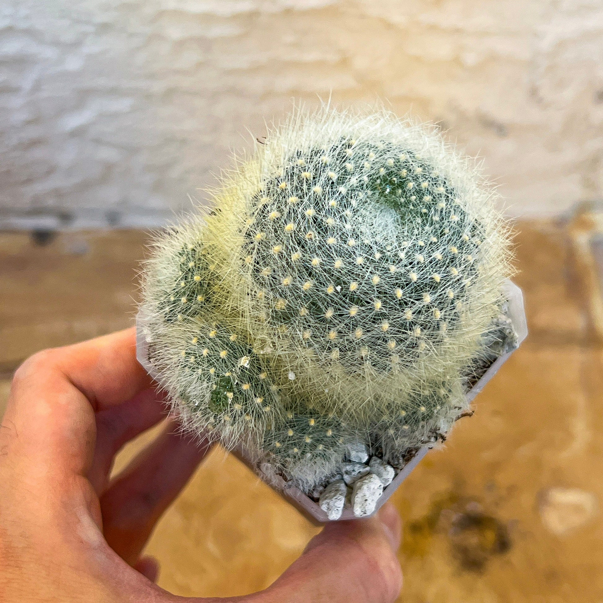 Rebutia Albipilosa Fluffy (#P9) | northern Argentina Cactus | 2.8Inch Planter