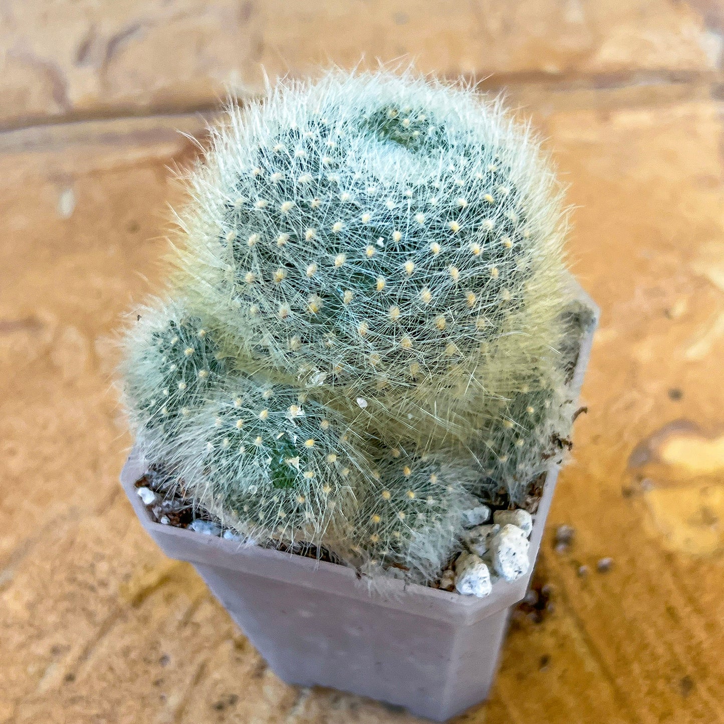 Rebutia Albipilosa Fluffy (#P9) | northern Argentina Cactus | 2.8Inch Planter