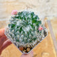Mammillaria Bocasana v Multilanata (#P11) | Cotton Cactus | Fluffy Cactus | 2.8Inch Planter