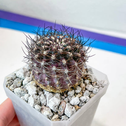 Neoporteria Bicolor or Eriosyce Islayensis (#P12) | Cotton Cactus | Fluffy Cactus | 2.8Inch Planter