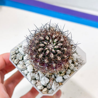 Neoporteria Bicolor or Eriosyce Islayensis (#P12) | Cotton Cactus | Fluffy Cactus | 2.8Inch Planter