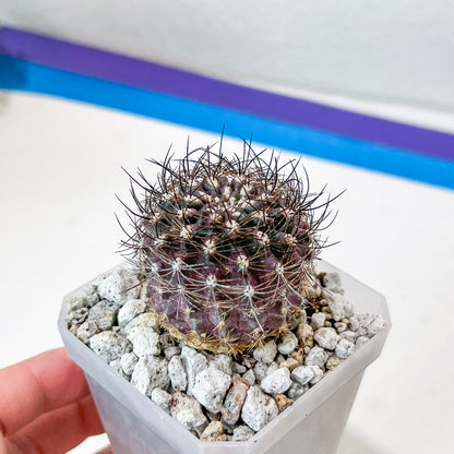 Neoporteria Bicolor or Eriosyce Islayensis (#P12) | Cotton Cactus | Fluffy Cactus | 2.8Inch Planter