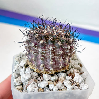 Neoporteria Bicolor or Eriosyce Islayensis (#P12) | Cotton Cactus | Fluffy Cactus | 2.8Inch Planter