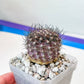 Neoporteria Bicolor or Eriosyce Islayensis (#P12) | Cotton Cactus | Fluffy Cactus | 2.8Inch Planter