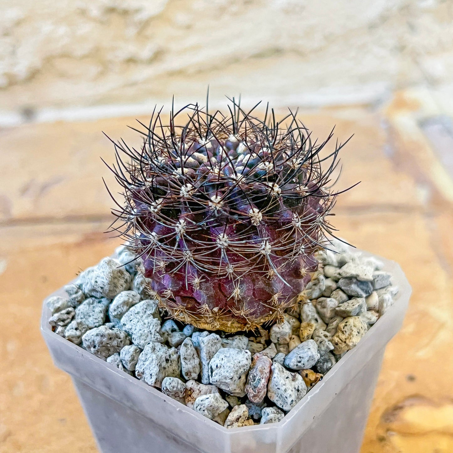 Neoporteria Bicolor or Eriosyce Islayensis (#P12) | Cotton Cactus | Fluffy Cactus | 2.8Inch Planter