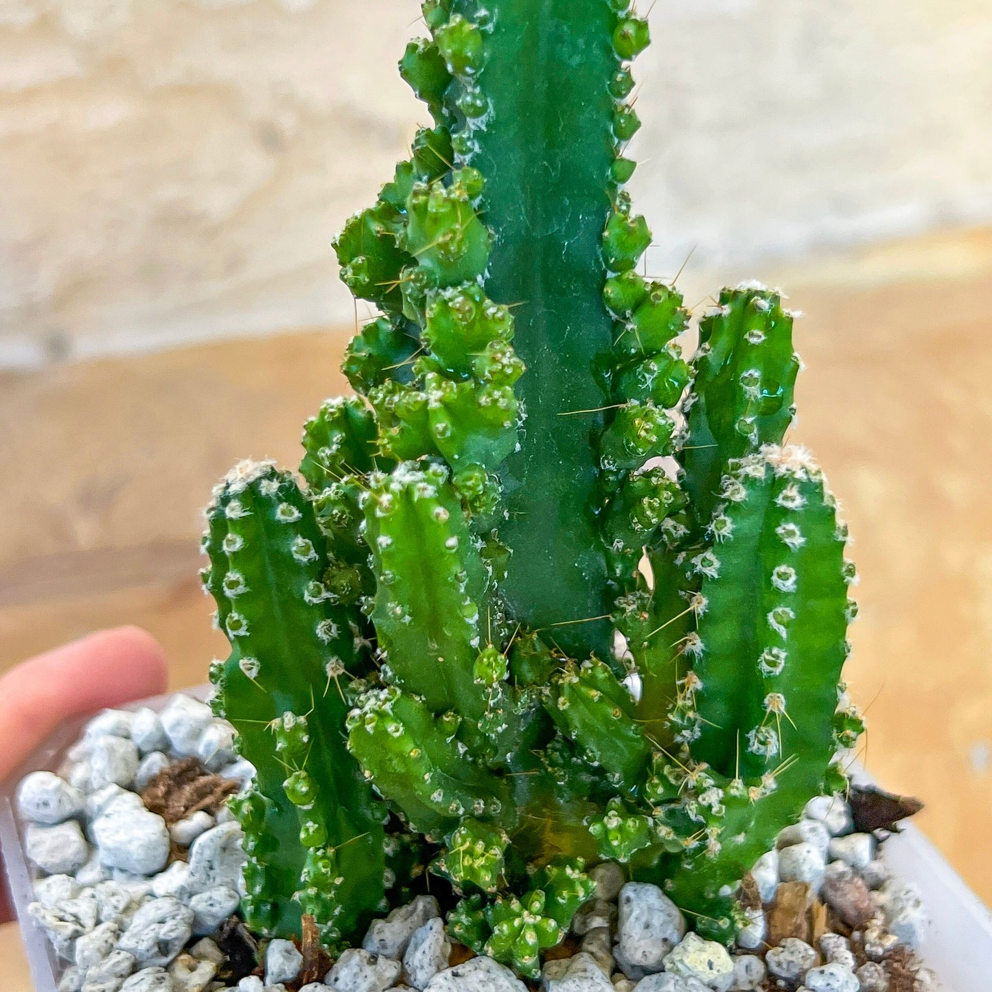 Acanthocereus tetragonus (#P16) | Fairy Castle Cactus | 4 Inch Planter