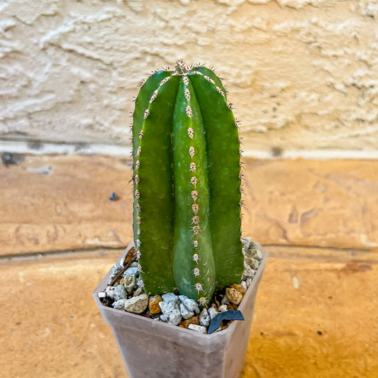 EAY CARE - Pachycereus marginatus (#P18) | Mexican Fence Post Cactus | 2.8 Inch Planter