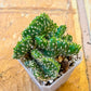 HARD TO FIND - Opuntia Subulata Cristata Snow Ridge (#p19) | Prickly Pear Cactus | 2.8 Inch Planter