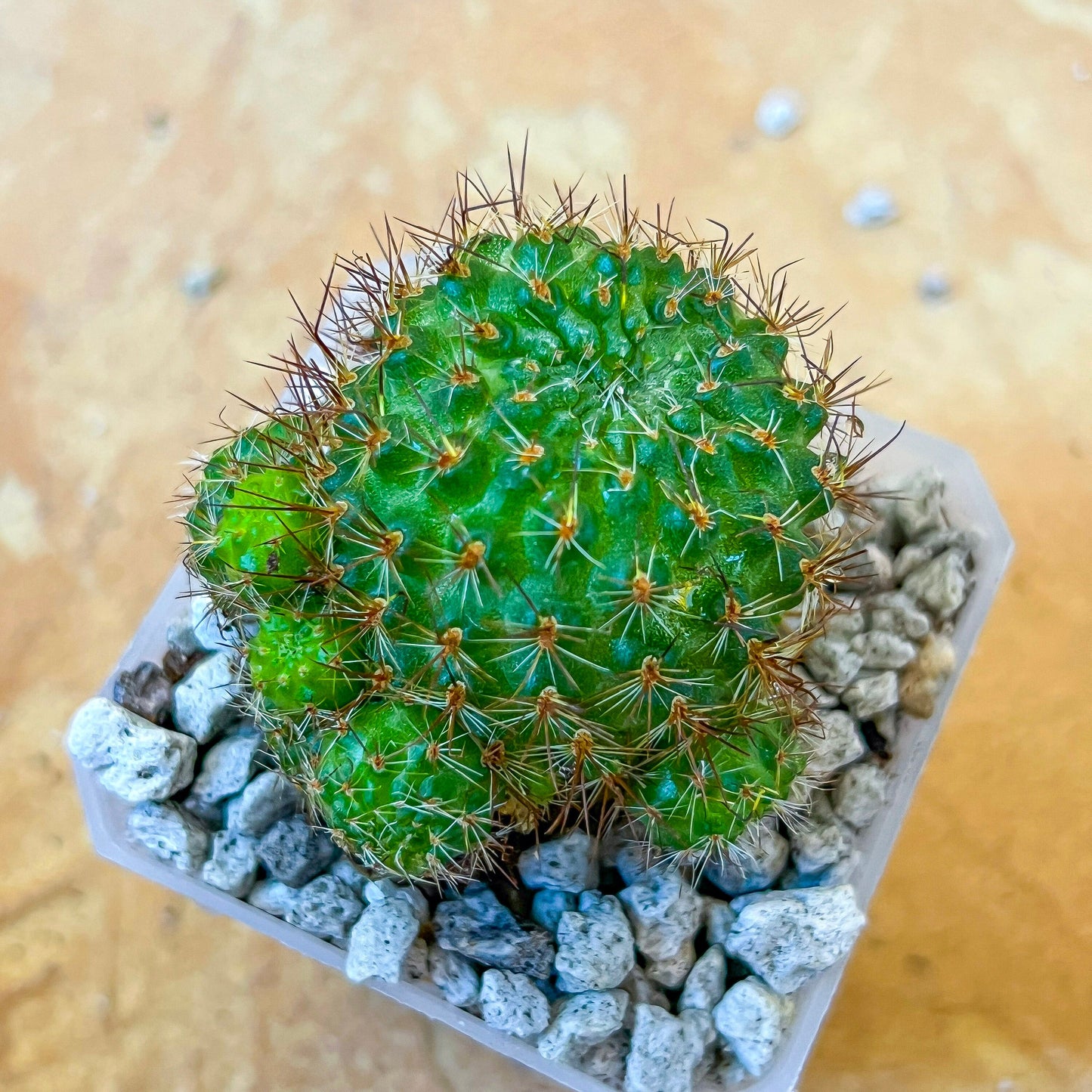 RARE - Rebutia donaldiana fiebrigii (#P20) | Small Attractive Cacti | 2.8 Inch Planter