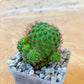 RARE - Rebutia donaldiana fiebrigii (#P20) | Small Attractive Cacti | 2.8 Inch Planter