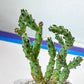 RARE -Opuntia fragilis ‘Bronze beauty’ (#P21) | Small Attractive Cacti | 4 Inch Planter