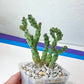 RARE -Opuntia fragilis ‘Bronze beauty’ (#P21) | Small Attractive Cacti | 4 Inch Planter