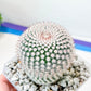 Rare Cactus - Parodia Scopa (#P24) | silvery spined cactus | Brazilain Cactus | 4 Inch Planter