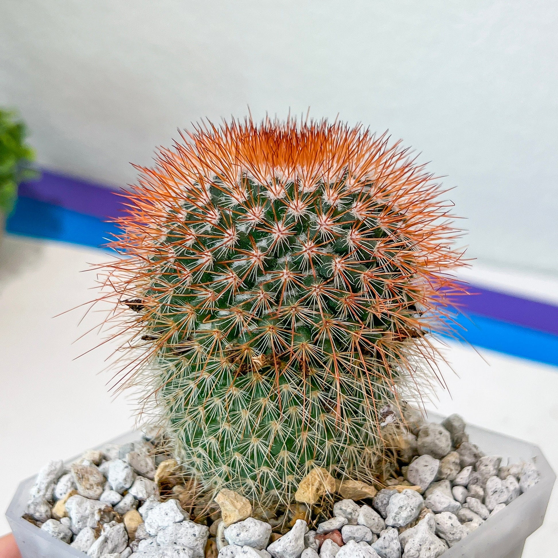 Rare Cactus - Mammillaria Spinosissima (#P25) | Red Spine Cactus | Guerrero Cactus | 4 Inch Planter