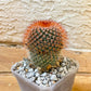 Rare Cactus - Mammillaria Spinosissima (#P25) | Red Spine Cactus | Guerrero Cactus | 4 Inch Planter
