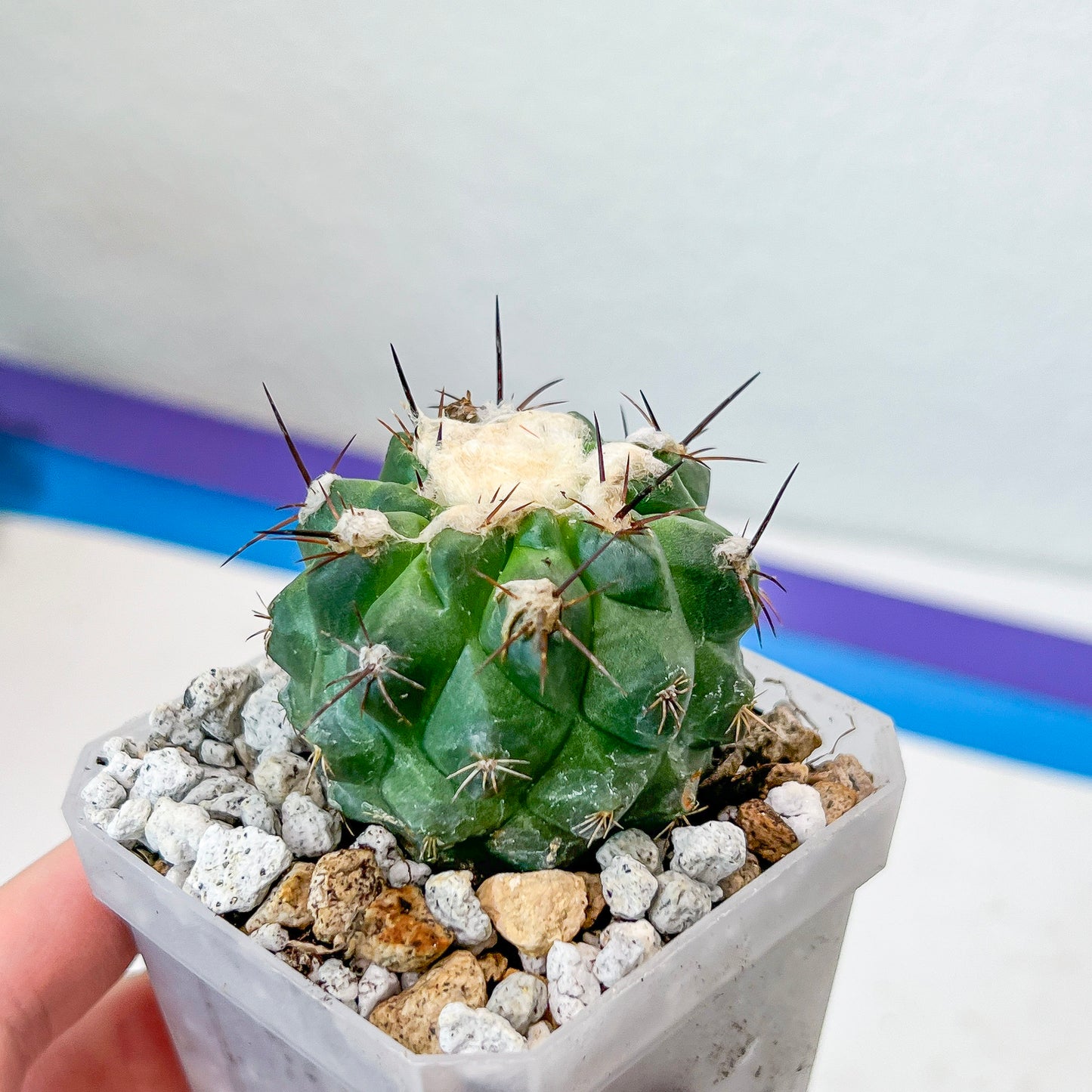 Rare Copiapoa Humilis var. Esmeraldana (#P27) | Chile Cactus | 2.8 Inch Planter