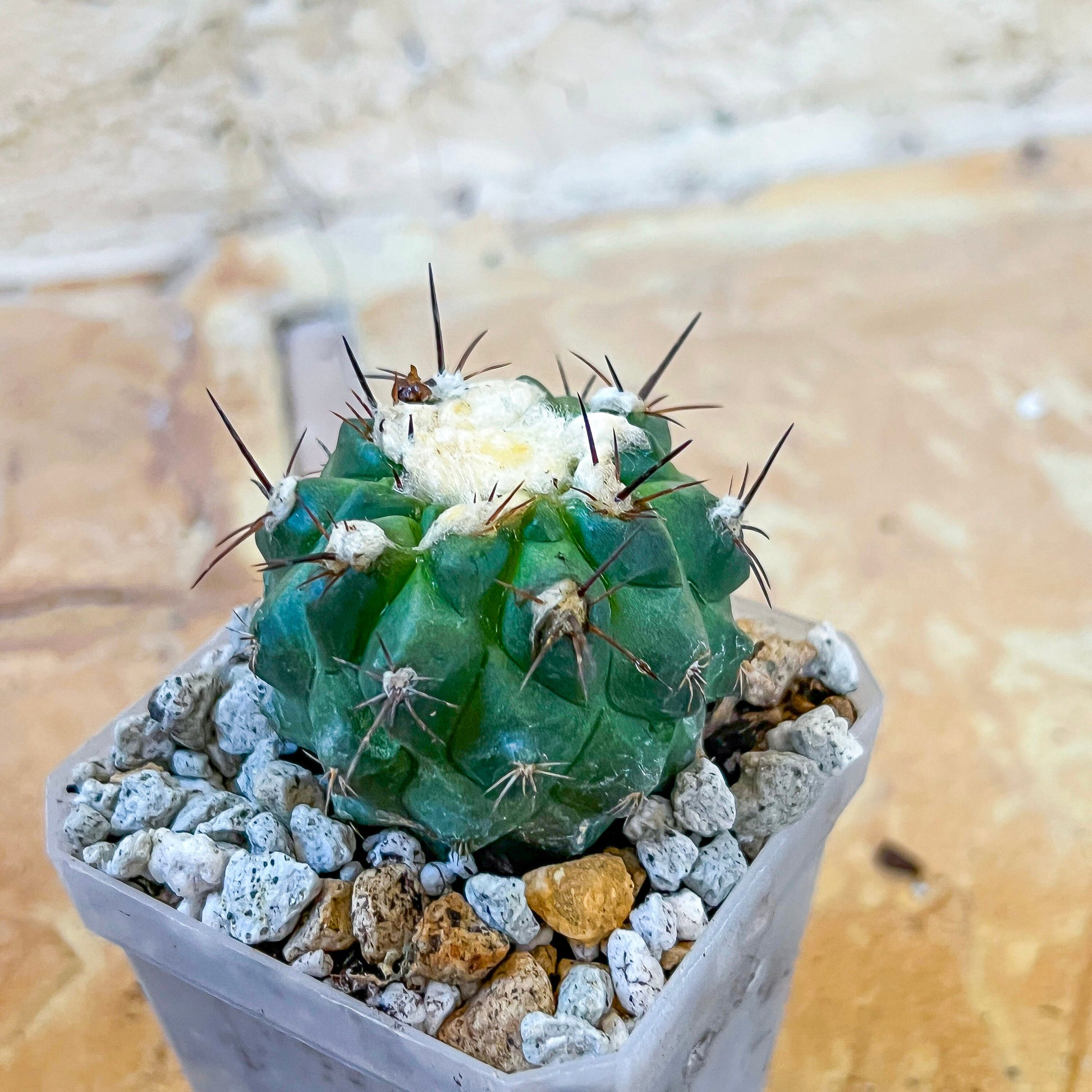 Rare Copiapoa Humilis var. Esmeraldana (#P27) | Chile Cactus | 2.8 Inch Planter