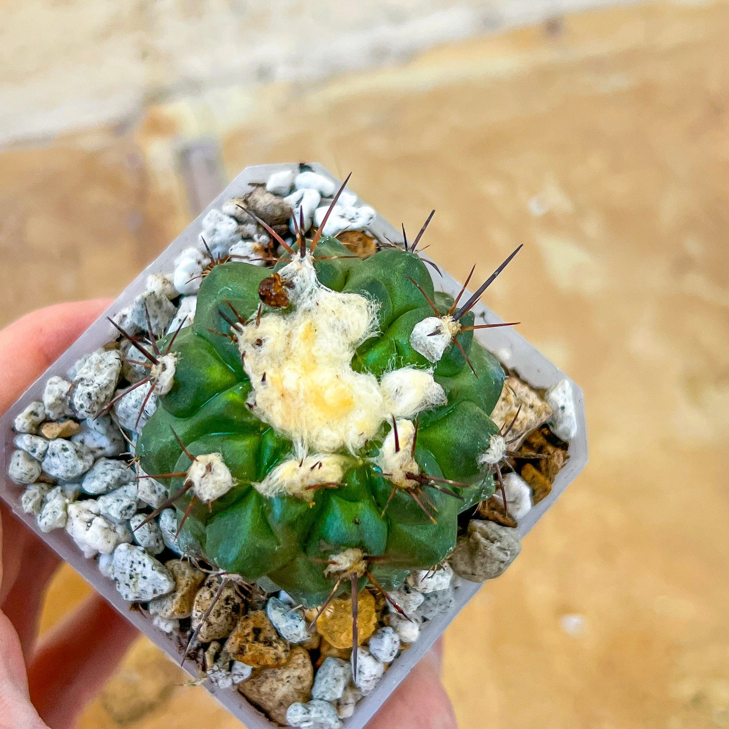 Rare Copiapoa Humilis var. Esmeraldana (#P27) | Chile Cactus | 2.8 Inch Planter