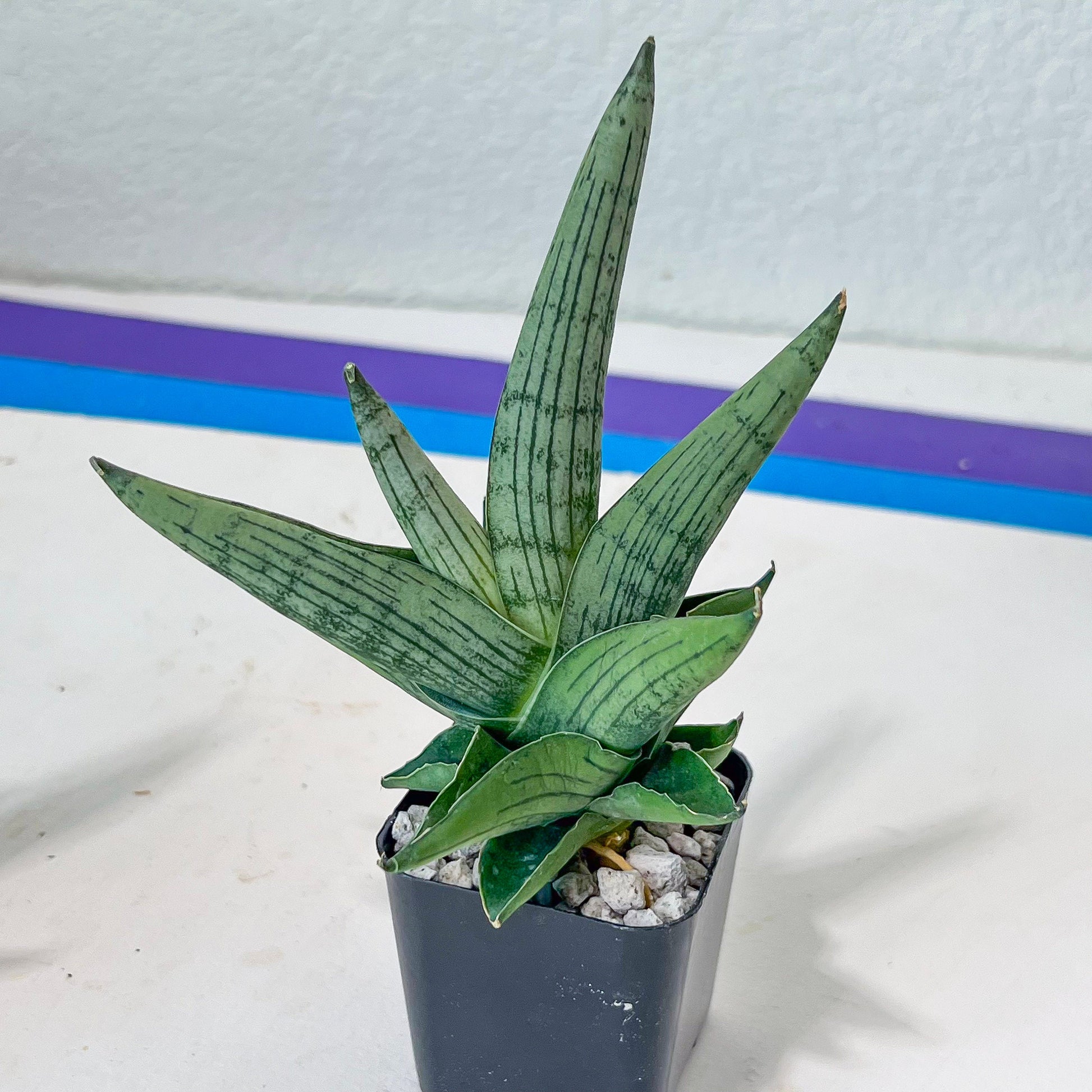 Sansevieria Rookie (#AC7) | Rare Imported House Plants | In 2Inch Planter