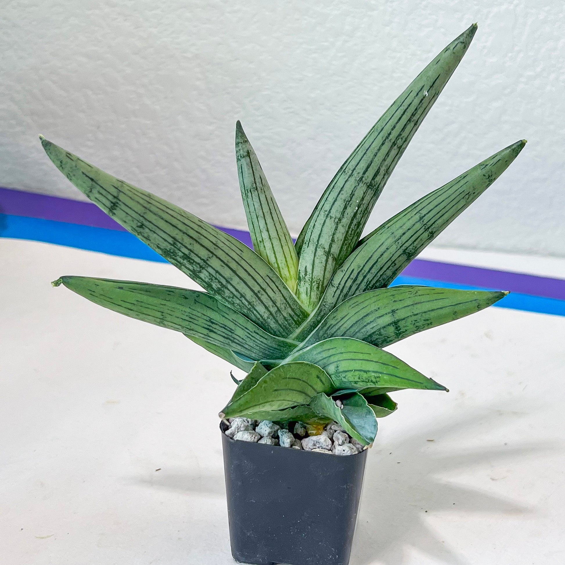 Sansevieria Rookie (#AC7) | Rare Imported House Plants | In 2Inch Planter