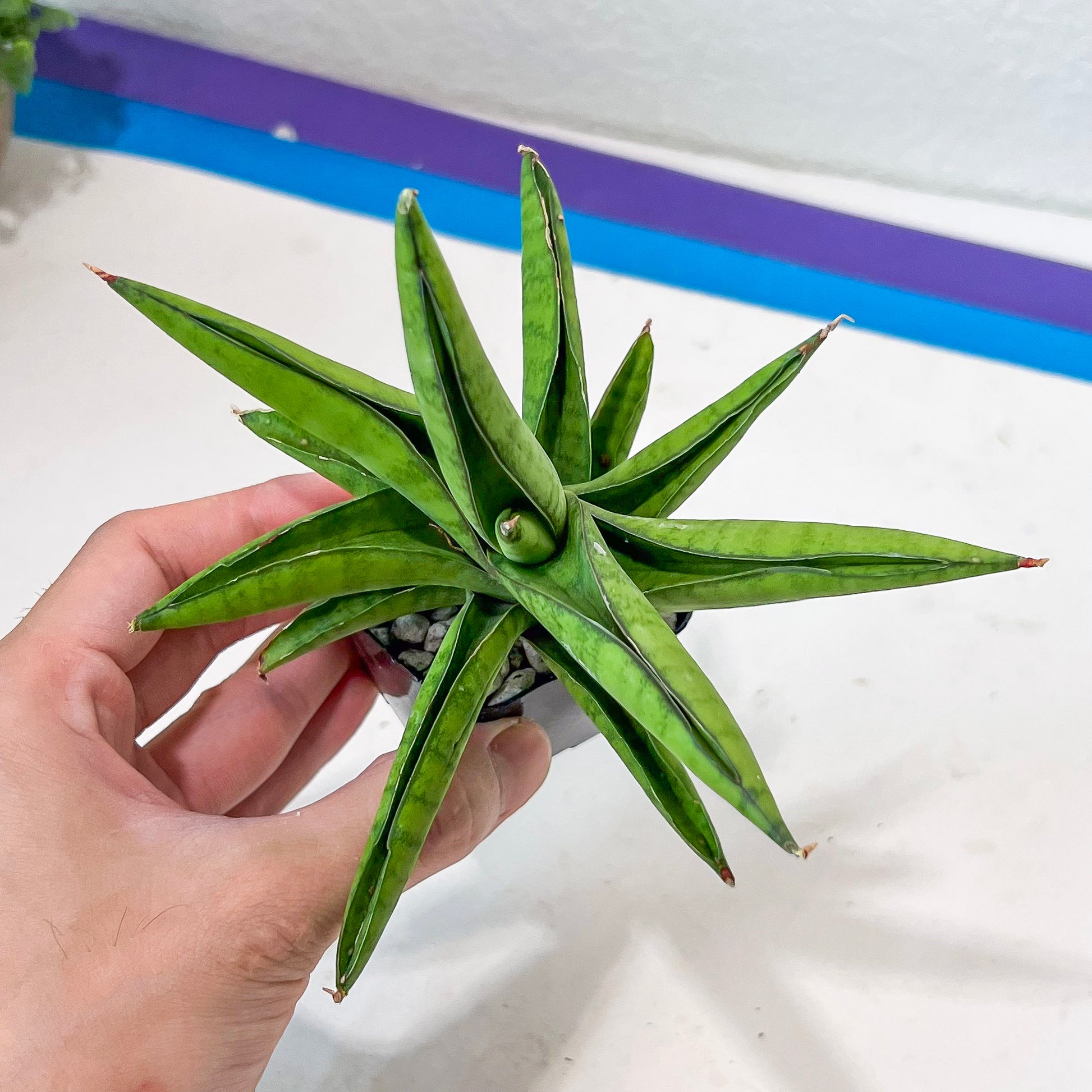 Sansevieria Ravana (#AC11) | Rare Imported House Plants | Rare Hybrids