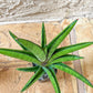 Sansevieria Ravana (#AC11) | Rare Imported House Plants | Rare Hybrids | 2" Pot