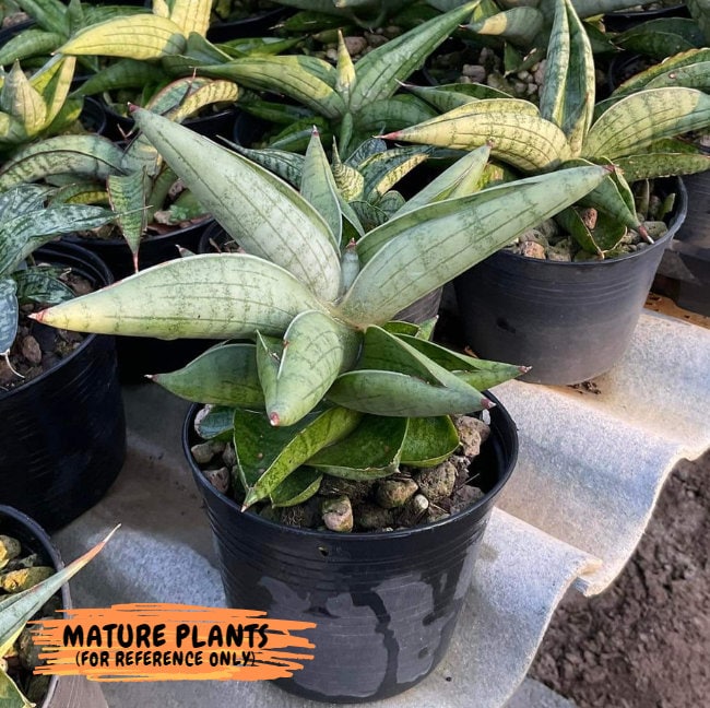 Sansevieria Mr. Hooks (#AC4) | Rare Imported House Plants | Rare Hybrids