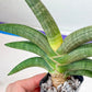 Sansevieria Grit Sand (#AC1) | Rare Imported House Plants | Rare Hybrids