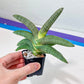 Sansevieria Grit Sand (#AC1) | Rare Imported House Plants | Rare Hybrids