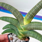 Sansevieria Grit Sand (#AC1) | Rare Imported House Plants | Rare Hybrids