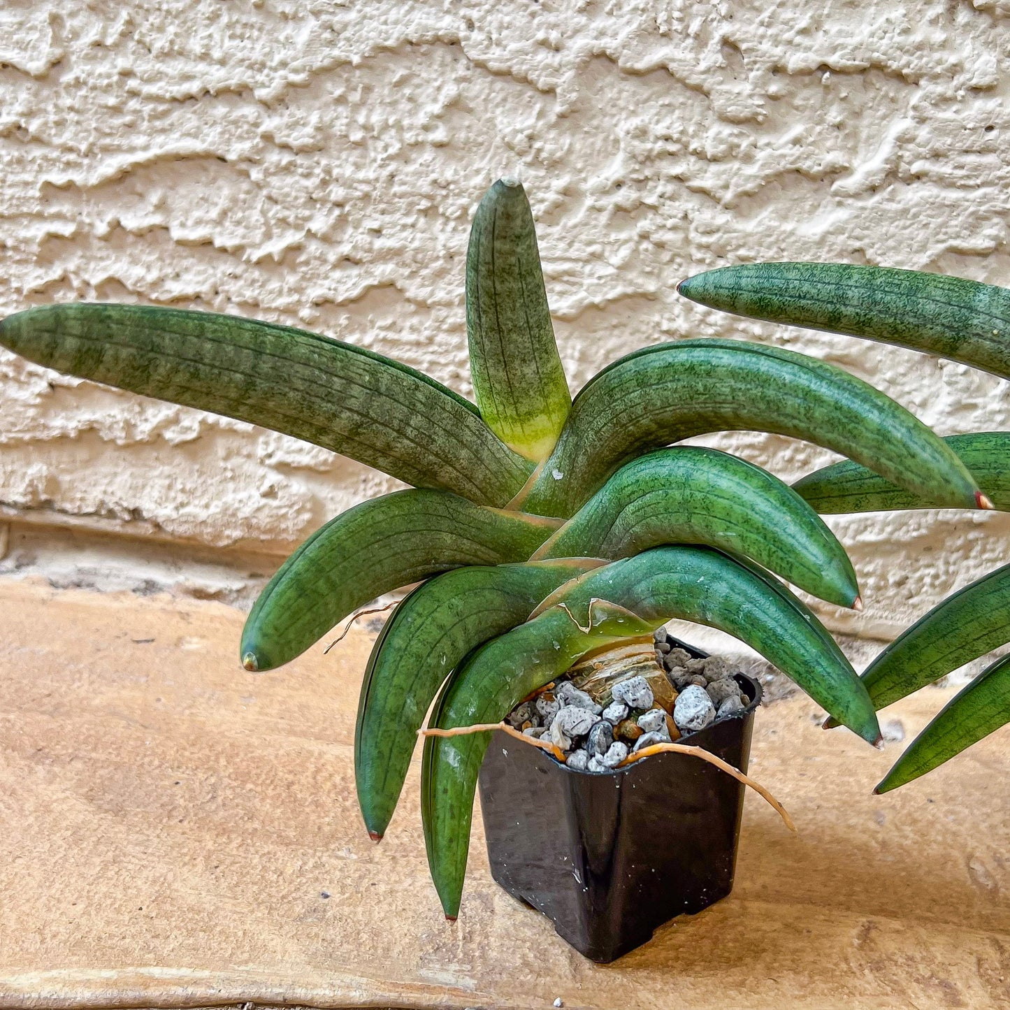 Sansevieria Grit Sand (#AC1) | Rare Imported House Plants | Rare Hybrids