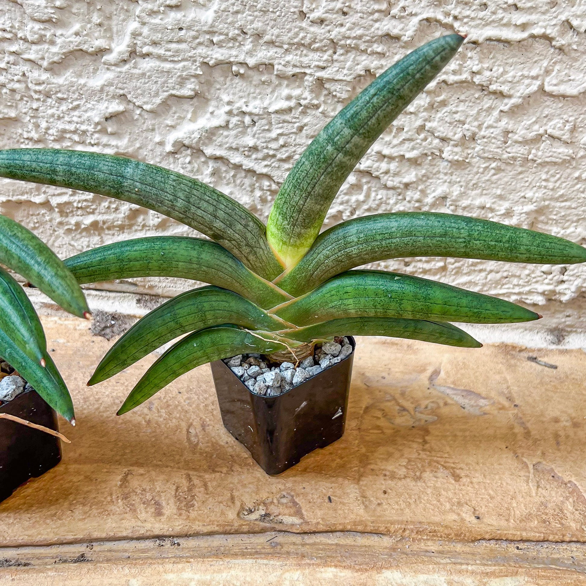 Sansevieria Grit Sand (#AC1) | Rare Imported House Plants | Rare Hybrids