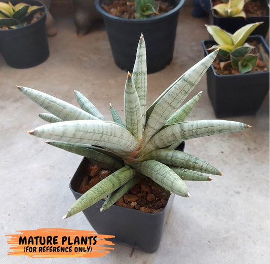 Sansevieria Snow Boy (AC16) | Reveal a Hidden Botanical Gem