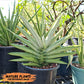 Sansevieria Ice Man (#AC10) | Rare Imported House Plants