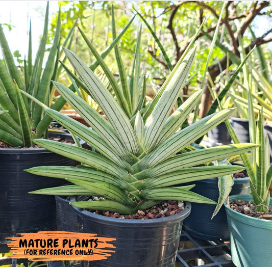 Sansevieria Ice Man (#AC10) | Rare Imported House Plants