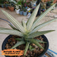 Sansevieria Ice Man (#AC10) | Rare Imported House Plants
