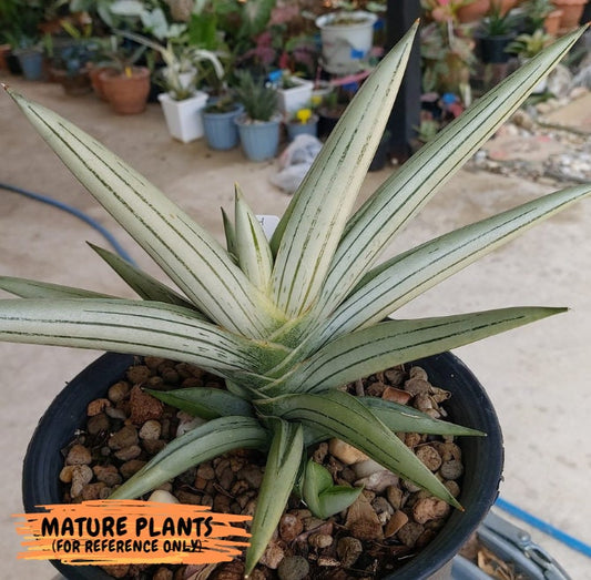 Sansevieria Ice Man (#AC10) | Rare Imported House Plants