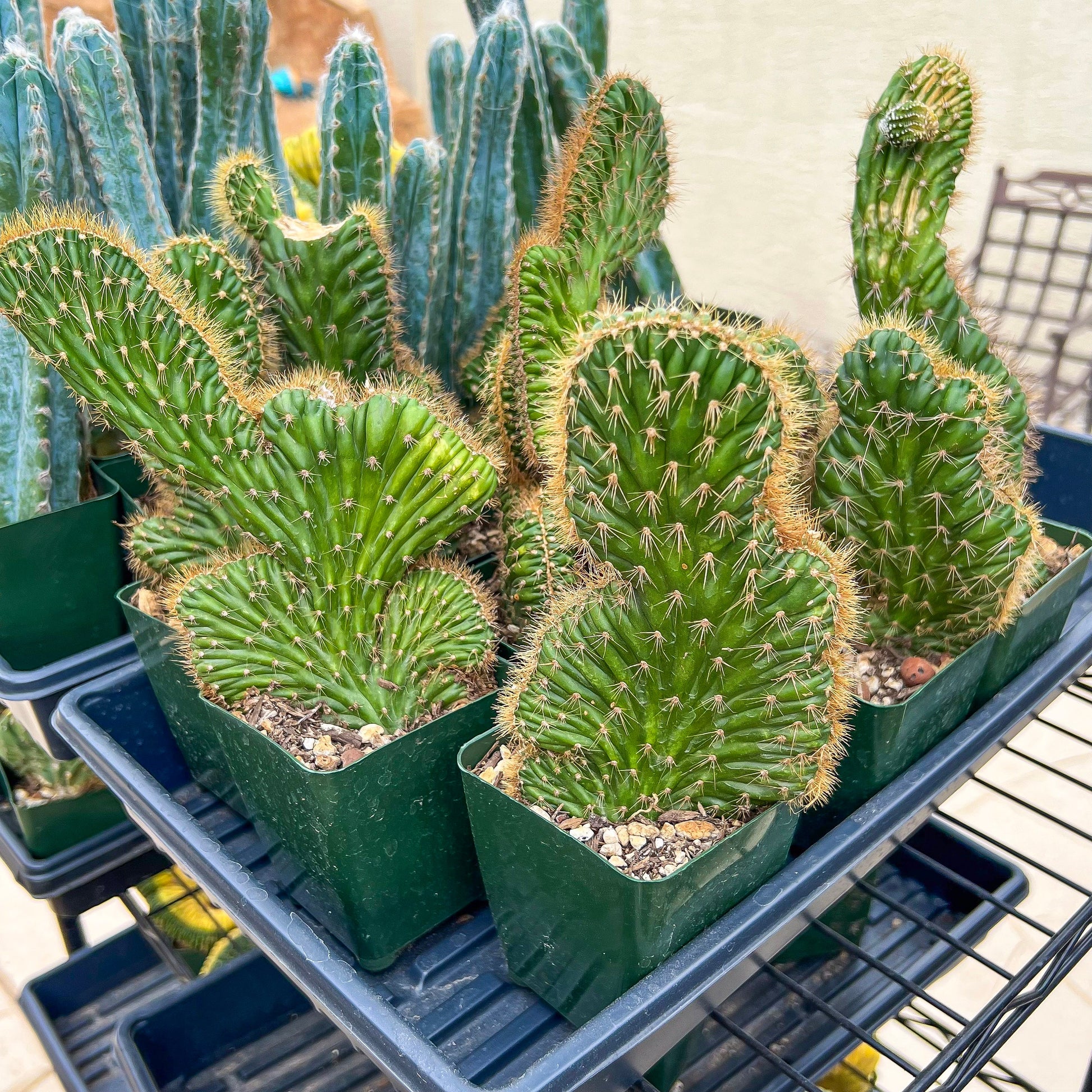 Lemaireocereus Stellatus f. Cristata (#M4) | Rare Succulents | Indoor Cactus