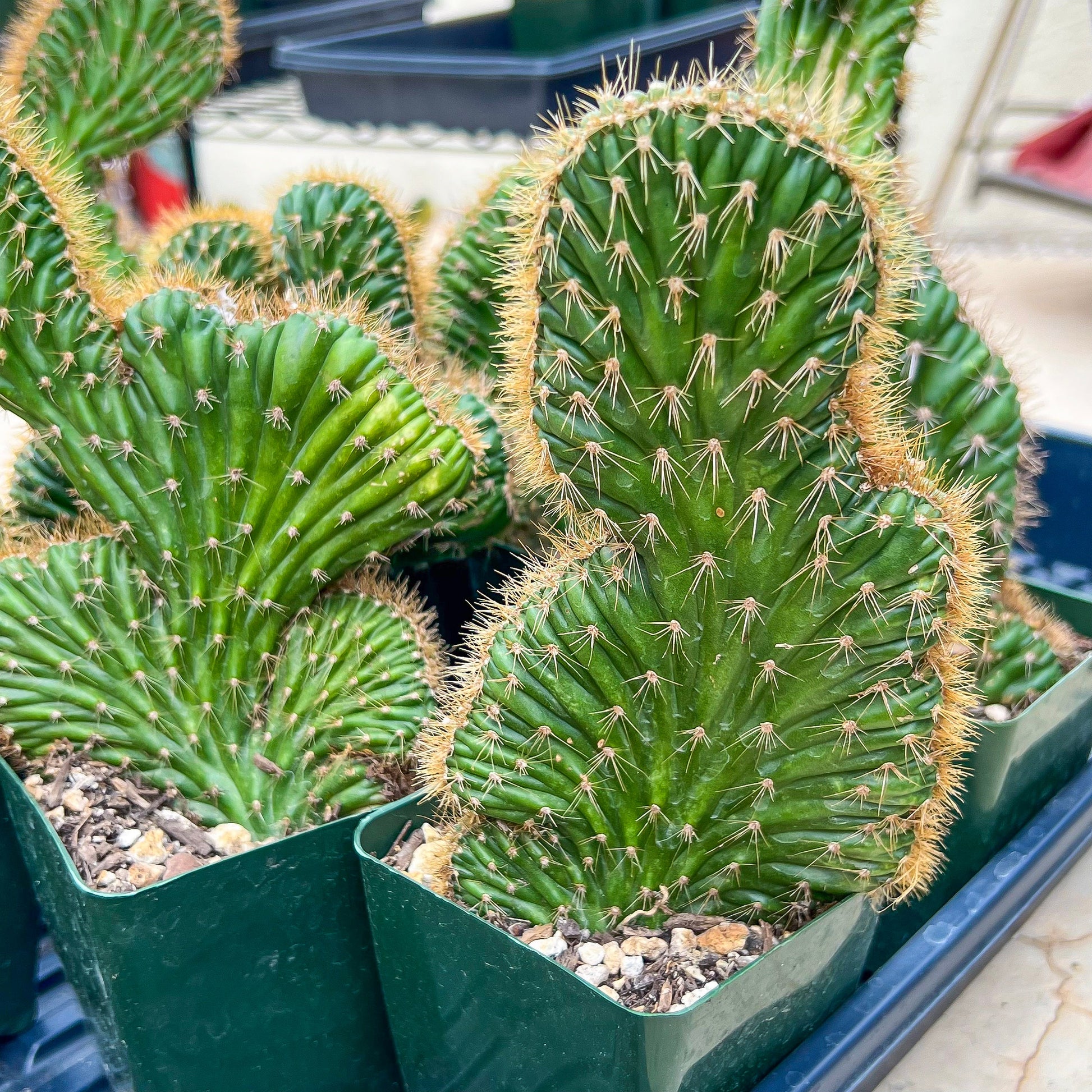 Lemaireocereus Stellatus f. Cristata (#M4) | Rare Succulents | Indoor Cactus