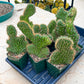 Lemaireocereus Stellatus f. Cristata (#M4) | Rare Succulents | Indoor Cactus