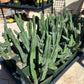 Boranensis Cluster (#V9) | Indoor Cactus | Easy Care Cactus