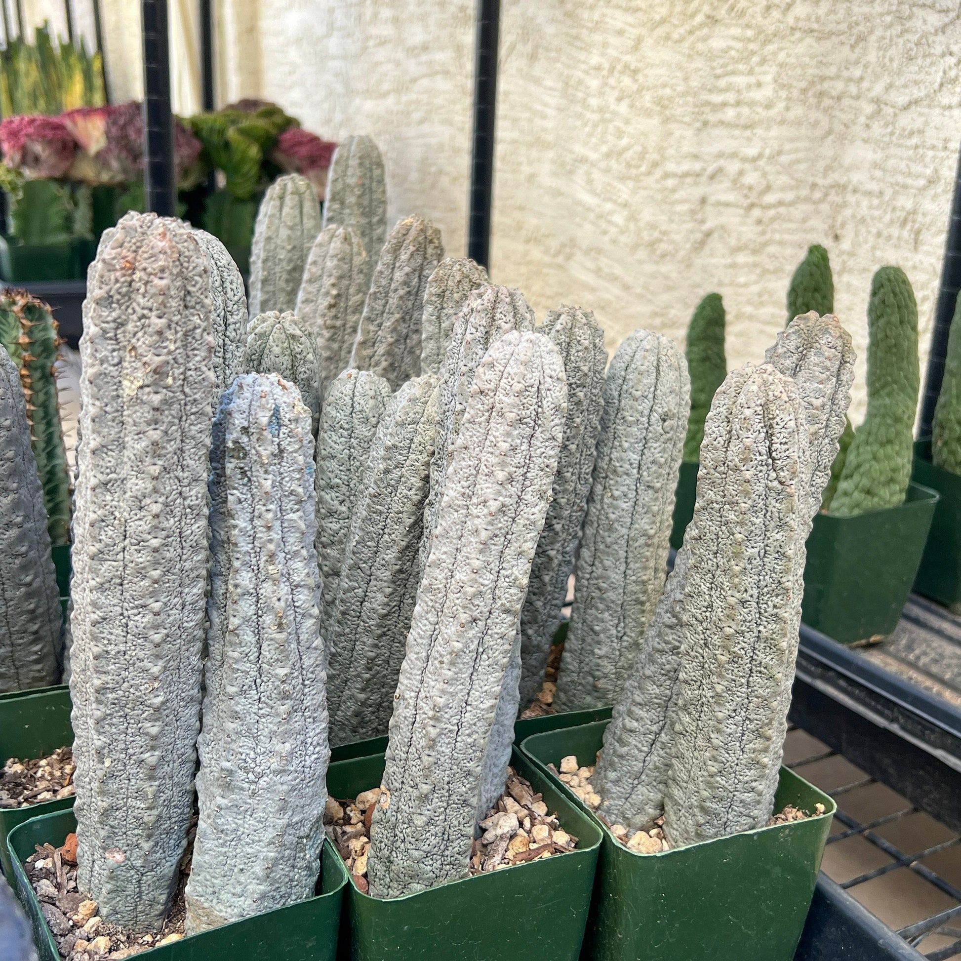 Rare Abdelkuri (#M33) | White Eurphorbia | Ghost Cactus | White Variegated Plants | 10Inch+