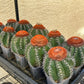 Cereus Geometrizans Matanzanus (#V5) | Turks Cap Cactus | Melon Cactus